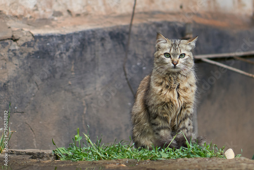 Portrait of a cat on a street with blurry background                               