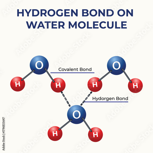 Hydrogen Bond Structure in Water Molecule Educational Illustration