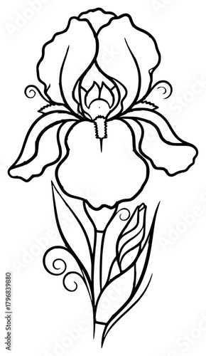 A black and white line drawing of a single iris flower, black, design, drawing, flower, illustration, iris, white, against transparent background
