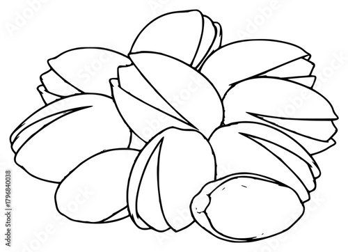 A black and white line drawing of a fruit, acorn, almond, chestnut, draw, drawing, flower, fruit, hazelnut, illustration, nut, outline, petal, pistachio, against transparent background