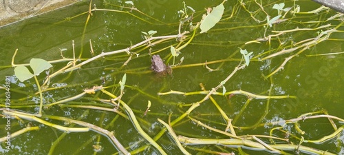 Frogs on a green leaf