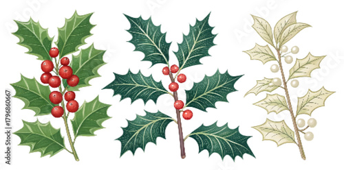 Christmas Holly Branch Vector Set Flat Design Illustration – Natural, Minimal, and Decorative Styles, Festive Holiday Clipart PNG

