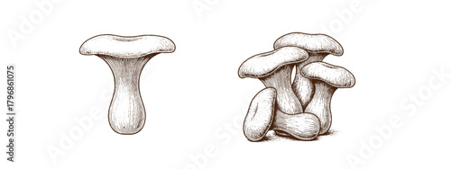 King Oyster Mushroom Vector Illustration – Gourmet Fungi Clipart for Culinary, Botanical Rustic Design Projects