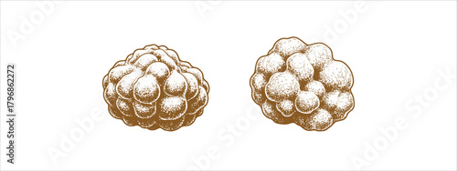 Truffle Mushroom Vector Illustration – Gourmet Fungus Clipart for Culinary, Botanical & Rustic Designs