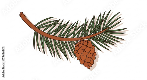 Pine tree branch with pinecone drawing illustration for christmas holiday season decoration design 100