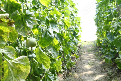 Melon grown in greenhouses