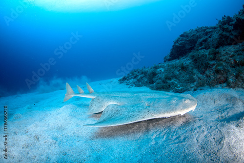 Foto Angelshark (Squatina squatina) on the Atlantic seafloor, Tenerife, Canary Island