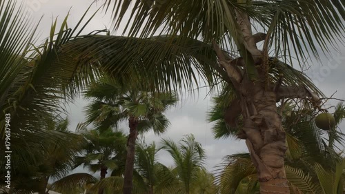 Establishing shot of palm trees blowing in the breeze on the beach on an overcast day.