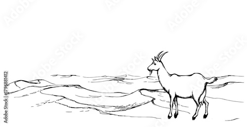 Goat in the desert. Vector drawing