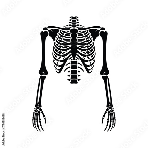 A detailed black and white illustration of a human torso skeleton, showcasing the ribcage, spine, and upper limbs