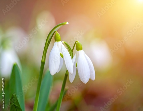 Delicate white blooms with green stems, bathed in warm sunlight
