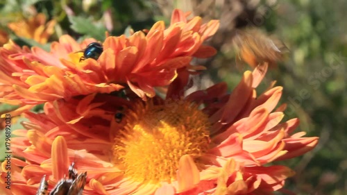 Bee and butterfly extracting pollen and nector from chrysanthemum