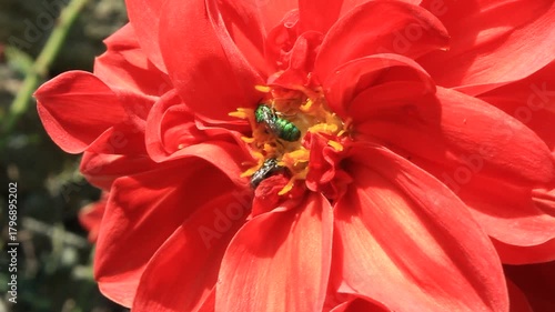 Bee extracting Nector or pollen from Dahlia flower