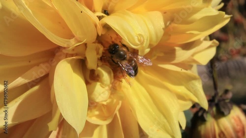 Bee extracting Nector or pollen from Dahlia flower