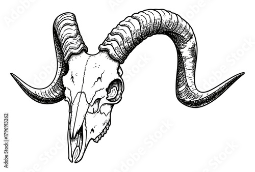 Detailed black and white illustration of a ram skull with large, curved horns, showcasing intricate bone texture and a gothic aesthetic
