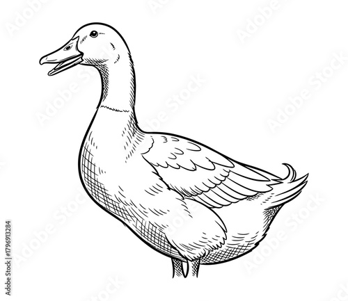 Detailed Illustration of a Duck in Black and White Simple Animal Sketch for Artistic and Educational Purposes