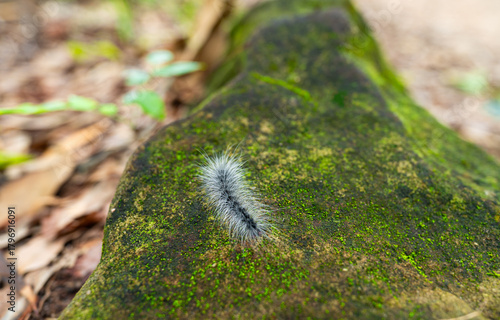 Hairy caterpillar. Close up Larva of a butterfly cling on rock. It has white hair all over its body. There will be a lot of them at beginning of rainy season every year in Thailand.