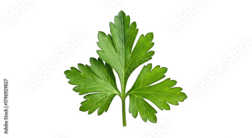 Single Fresh Parsley Leaf with Water Droplets on a Transparent Black Background Isolated Herb Ingredient for Cooking and Garnishing