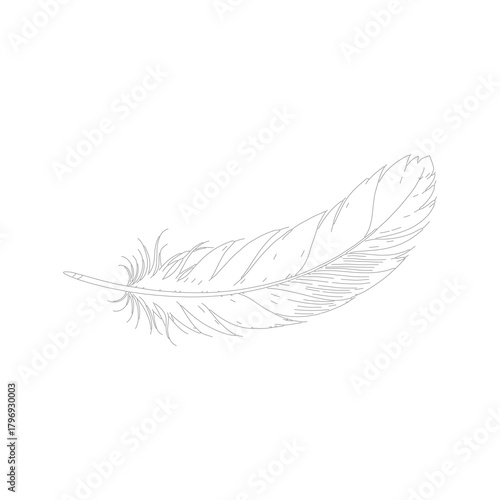 Delicate hand-drawn feather illustration