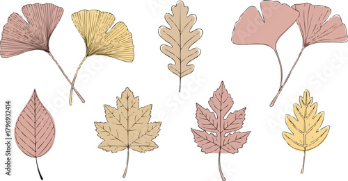 Minimalist set of  ginkgo, oak, and aspen leaves illustration, delicate botanical vector, dusty rose beige pale yellow foliage design