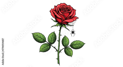 The Unlikely Acquaintance: A scarlet rose with thorns, delicate web, and an unexpected arachnid
