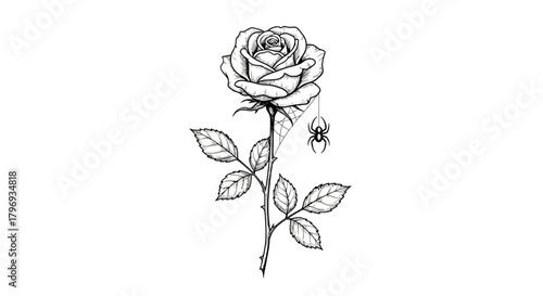 Monochrome rose illustration with delicate spider web for gothic aesthetics and tattoo designs