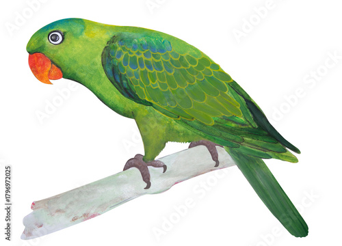 green parrot isolated on white
