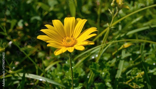 Bright yellow flower flourishing in a garden, seasonal change