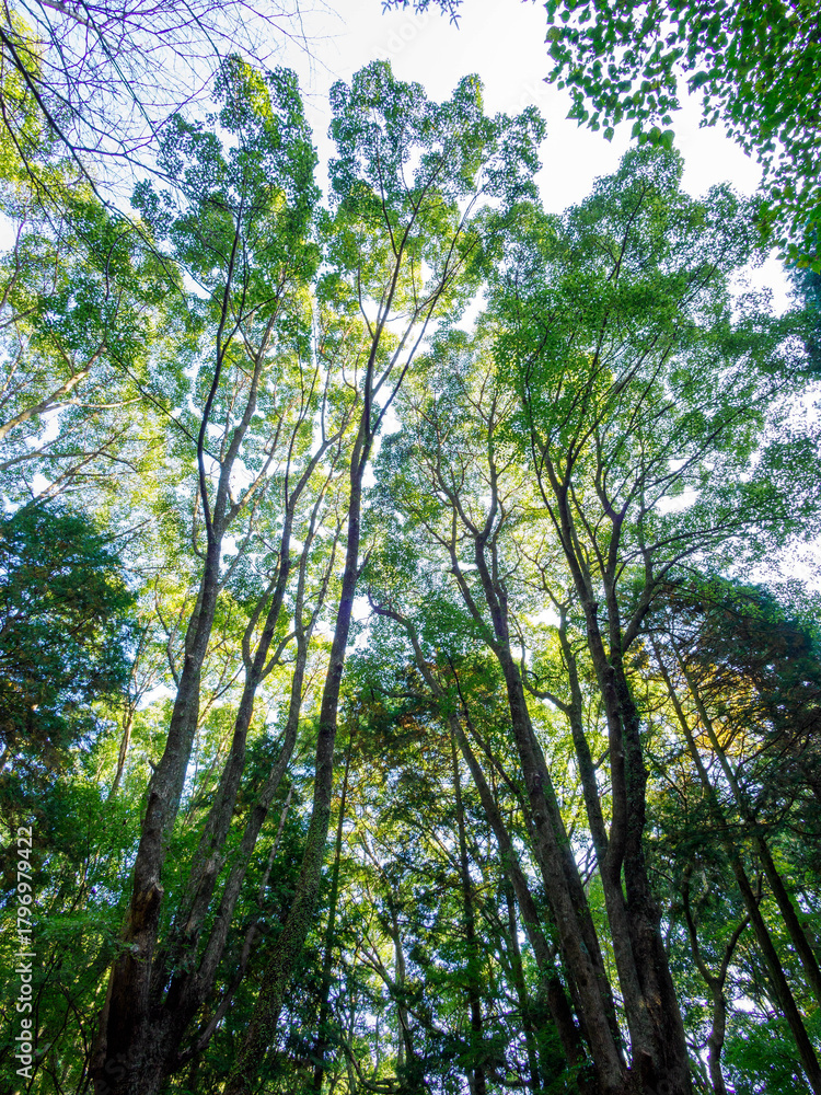 Obraz premium 神戸六甲山系の二本松林道で森林浴