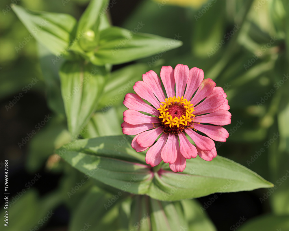 Obraz premium Capture the beauty of nature with this vibrant pink zinnia, a stunning floral accent for any project or design, perfect for adding a touch of summer elegance