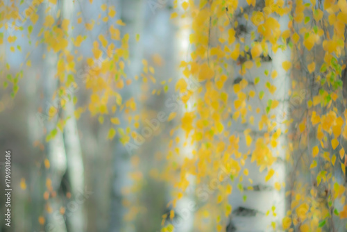 A blurry autumnal scene. Yellow leaves of white birch trees.