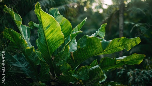 Tropical foliage featuring oversized leaves, ideal for enhancing natural decor