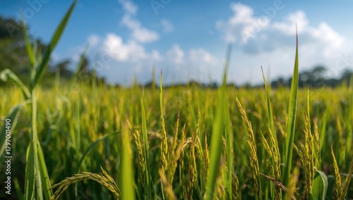 Fototapeta Naklejka Na Ścianę i Meble -  Yellowing green paddy grains in a rice field landscape, summer nature setting, seasonal change