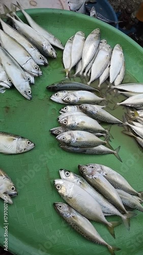 fresh mackerel fish on the market