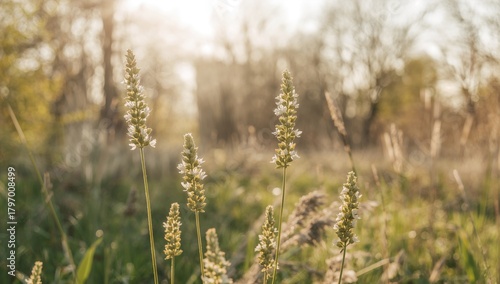 Fototapeta Naklejka Na Ścianę i Meble -  Single stalk of Goosegrass flower blooms elegantly, creating a textured backdrop for artistic design, summer