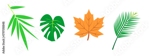 Summer palm leaf vector, green plant exotic nature set, isolated jungle illustration on white background