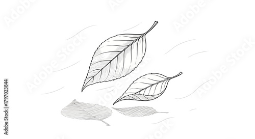 Vector illustration of two leaves