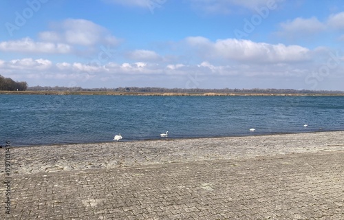 Wallpaper Mural Rheinufer bei Neuried mit Schwänen an einem klaren Märztag unter blauem Himmel Torontodigital.ca