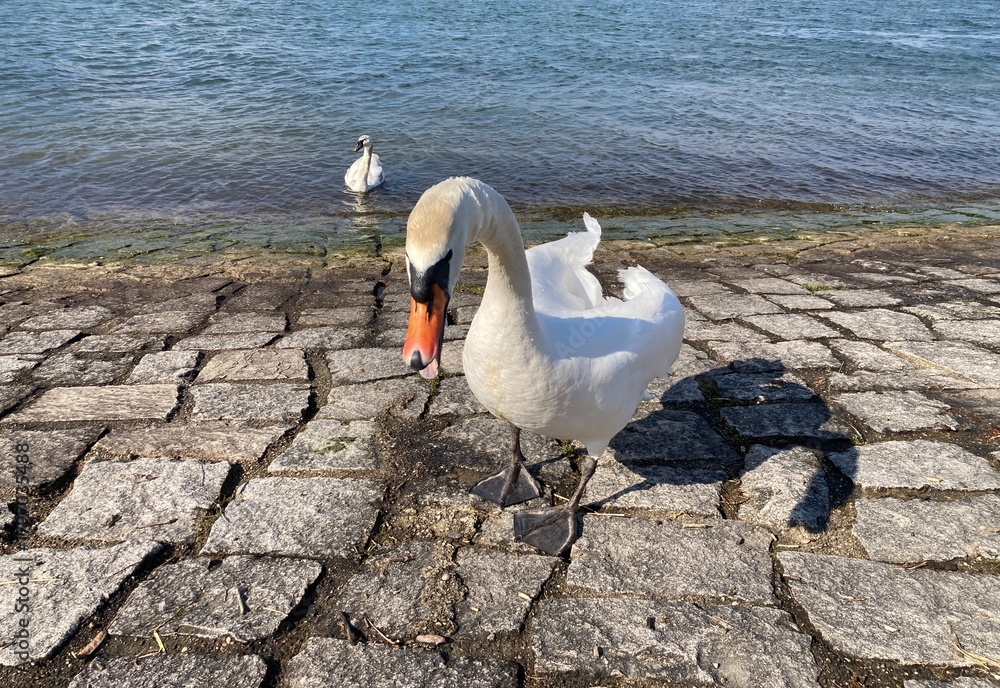custom made wallpaper toronto digitalNaher Schwan am steinigen Ufer des Rheins bei Neuried mit zweitem Schwan im Wasser