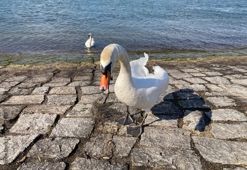 Wallpaper Mural Naher Schwan am steinigen Ufer des Rheins bei Neuried mit zweitem Schwan im Wasser Torontodigital.ca