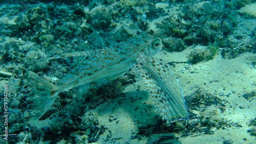 Fototapeta Naklejka Na Ścianę i Meble -  Flying gurnard or helmet gurnard (Dactylopterus volitans) undersea, Aegean Sea, Greece, Halkidiki, Pirgos beach