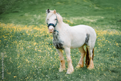 Fényképezés Gypsy Vanner horse standing on a green meadow with yellow wildflowers