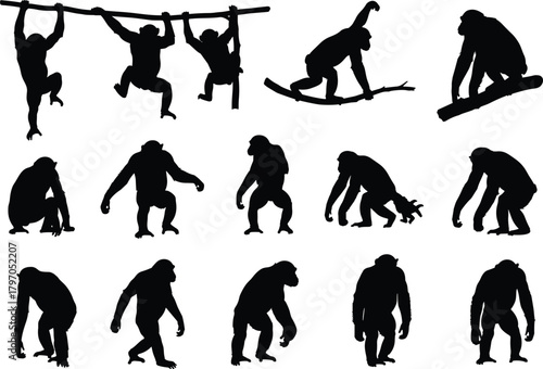 Papier peint Monkey Ape Chimpanzee Silhouettes Vector Set, Primate Animal Hanging Climbing Tr