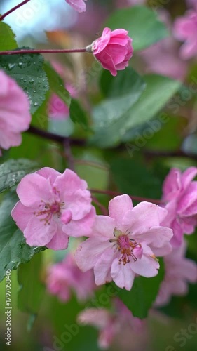 Vertical video of  close-up of delicate pink flowers with vibrant green leaves of apple tree in april, camera zooms in for detail