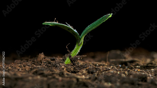 Growing green seedling emerges from dark soil in early morning light