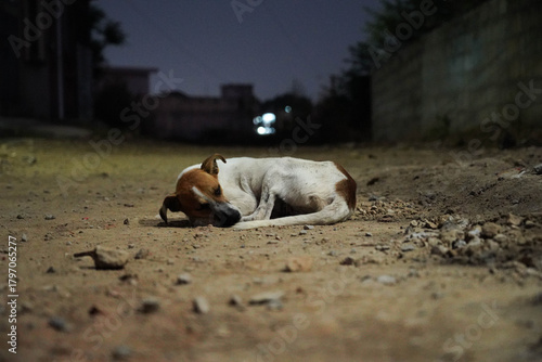 Tableau sur toile Lonely stray dog sleeping on a dark, dusty road at night
