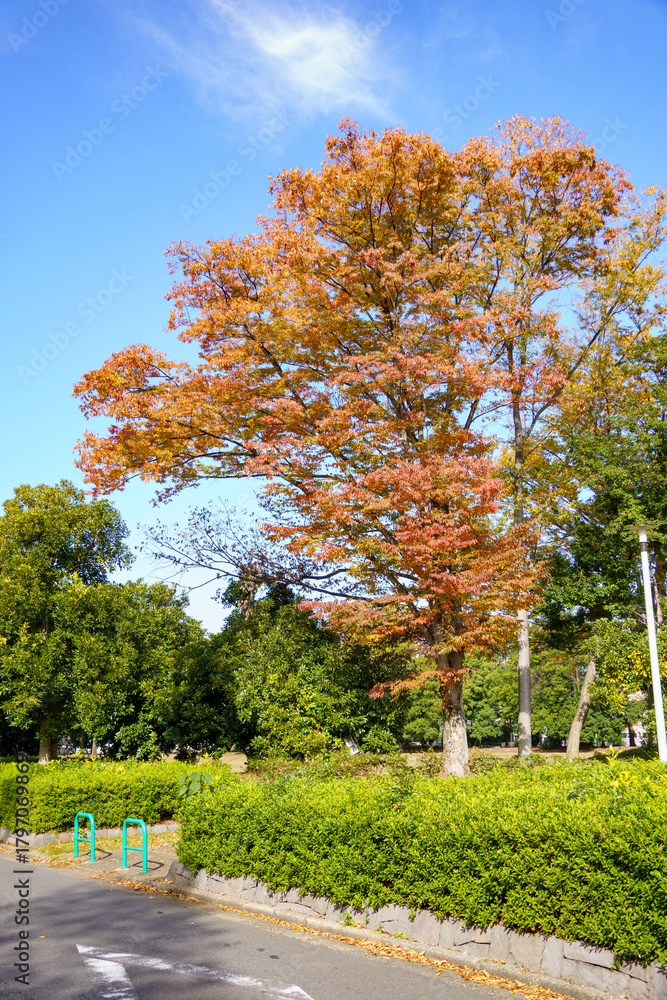 Naklejka premium 紅葉したさまざまな街路樹の木々