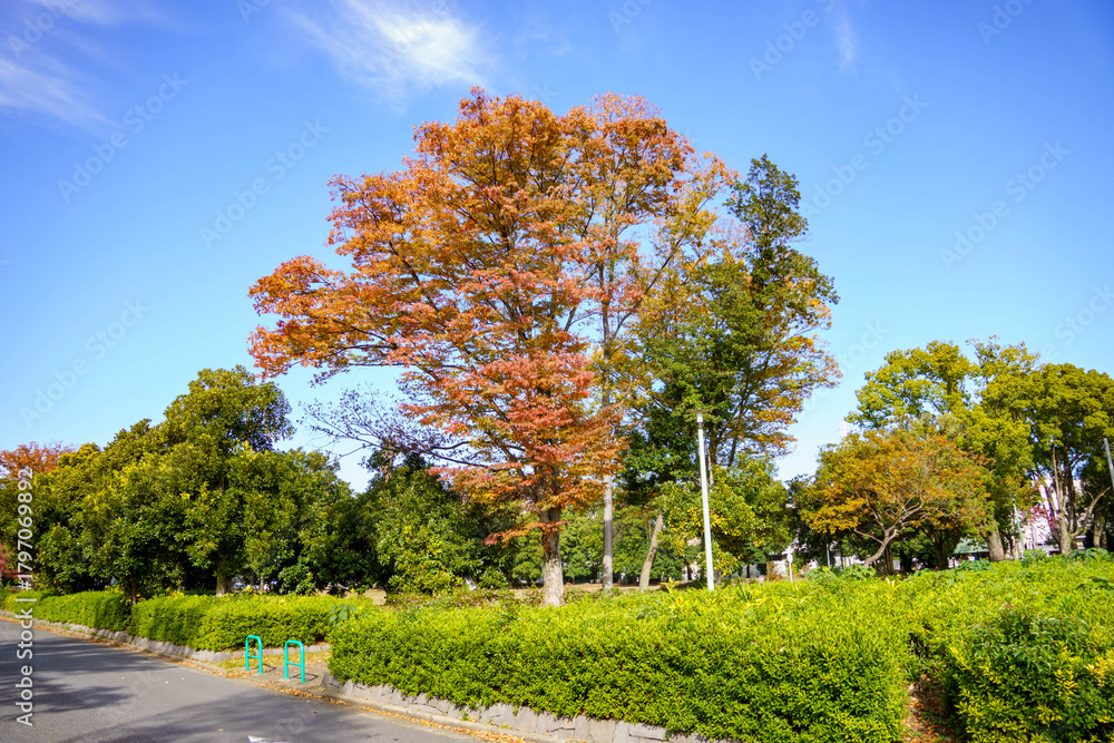 Naklejka premium 紅葉したさまざまな街路樹の木々