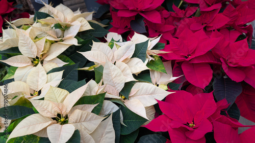 Red and white poinsettia (Euphorbia pulcherrima) mix in wide-angle format as a background image