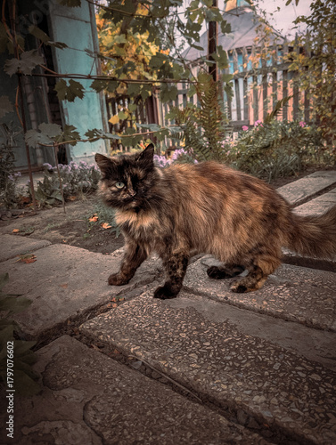 Fluffy Tortoiseshell Cat Standing on Rustic Wooden Porch